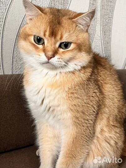 Шотландский кот вязка