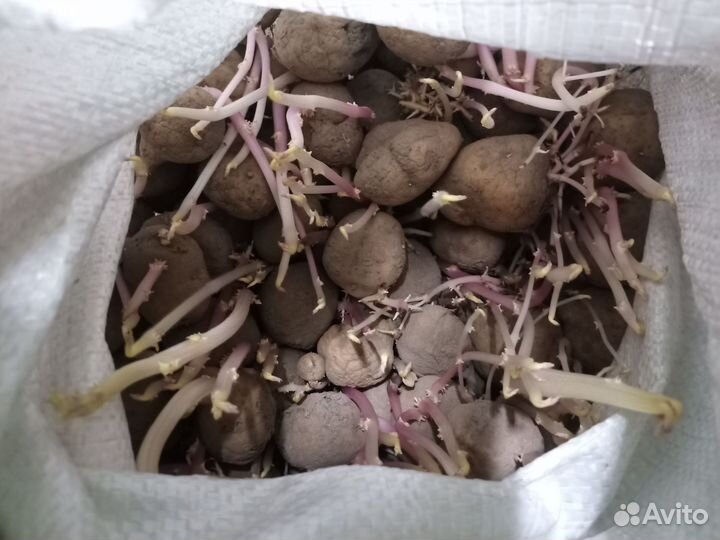 Семенной картофель