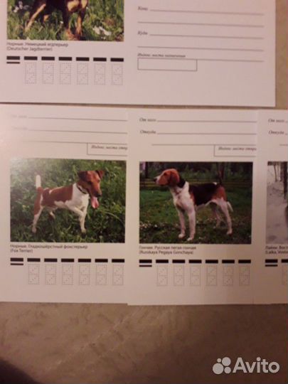 Набор открыток: Породы охот. собак