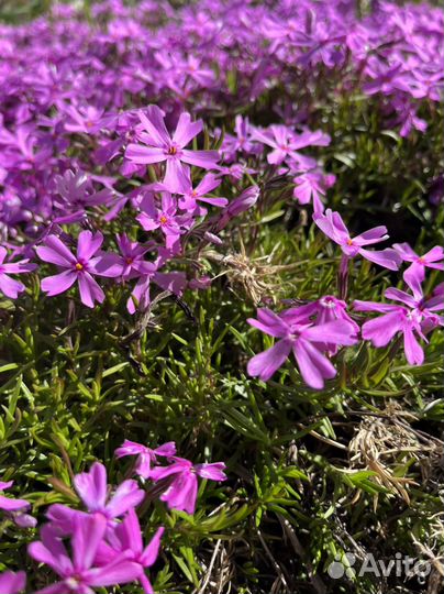 Флокс шиловидный