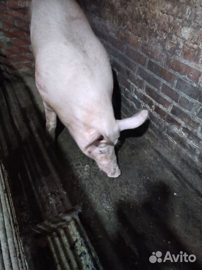 Хряк порода ландрас