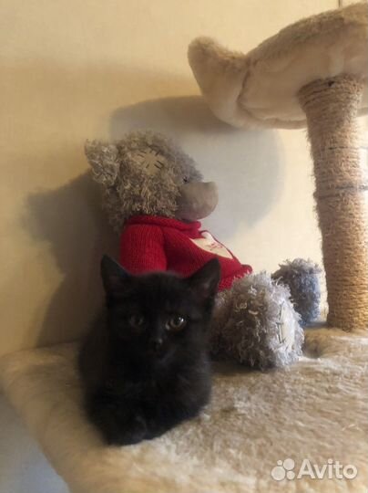 Котята в ответственные руки