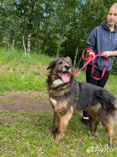 Собака из приюта ищет мам и пап