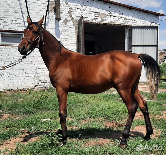 Продажа лошадей