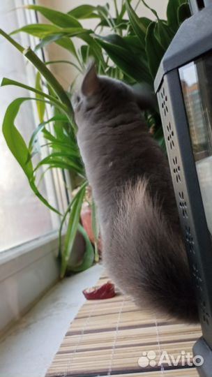 Серебристая шиншилла 