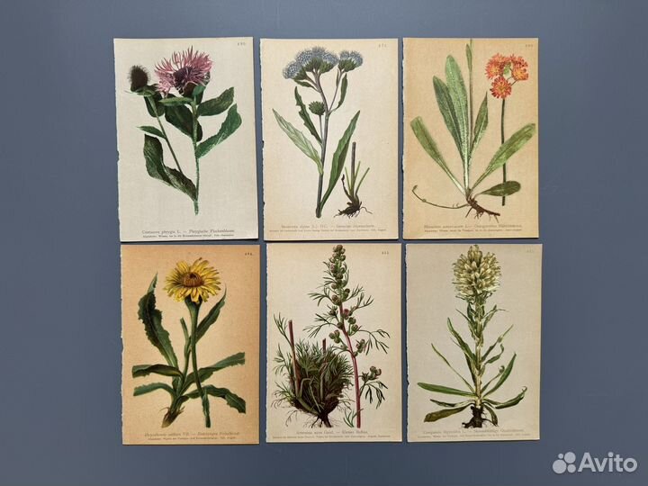 Винтажные иллюстрации. Цветы. Ботаника. Германия