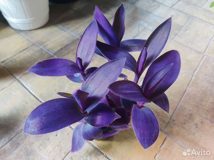 Традесканция