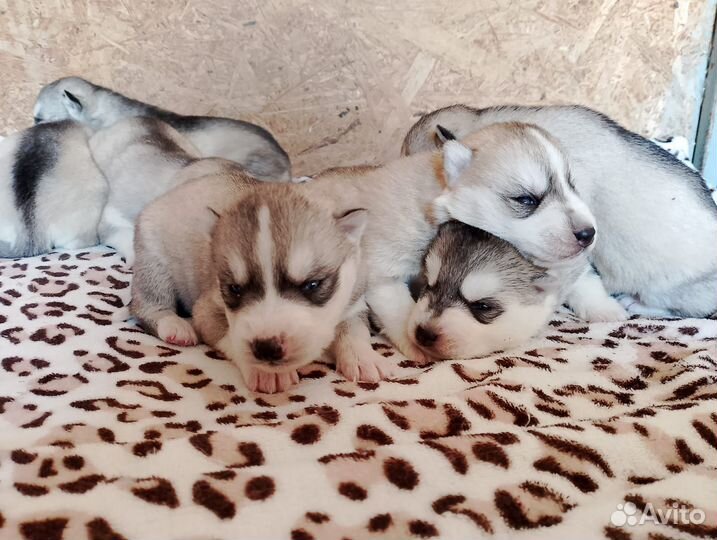 Малыши хасята