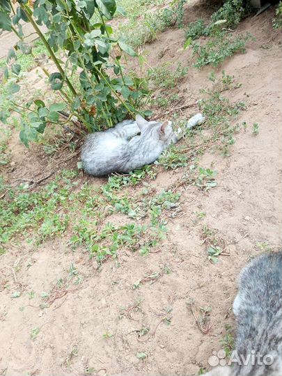 Шотландские вислоухие котята прямоухие