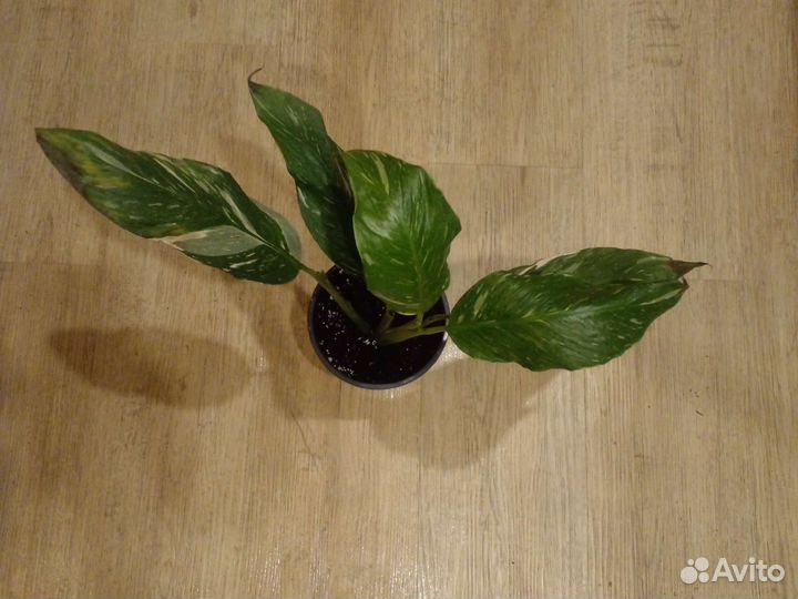 Спатифиллум вариегатный