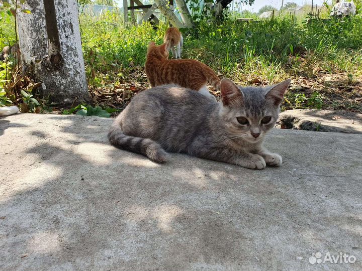 Котята в добрые руки бесплатно