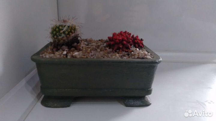 Плошка, бонсайница