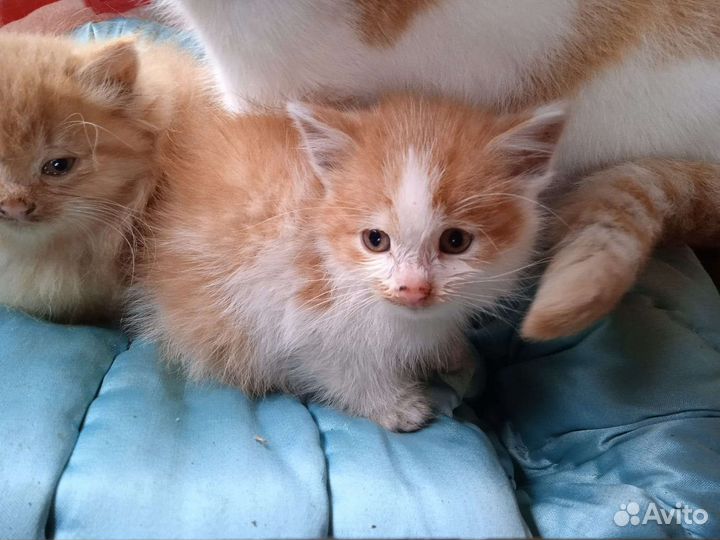 Котята в дар бесплатно