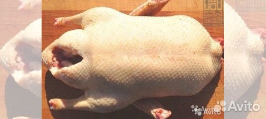 Тушки гусей потрошки