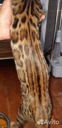 Бенгальские котята