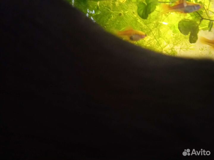 Мох яванский, рогалистник