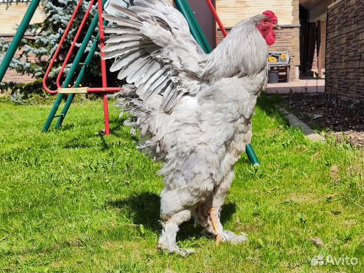 Петушки Брама Лаванда