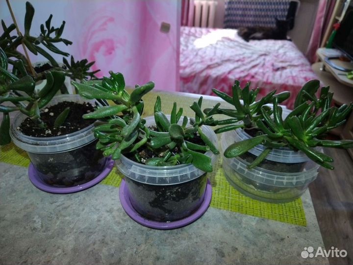 Толстянка хоббит