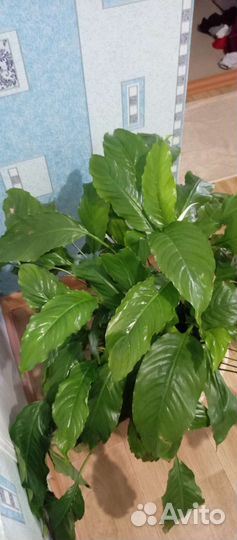 Комнатные цветы