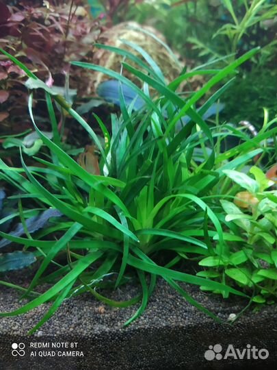 Аквариумные растения