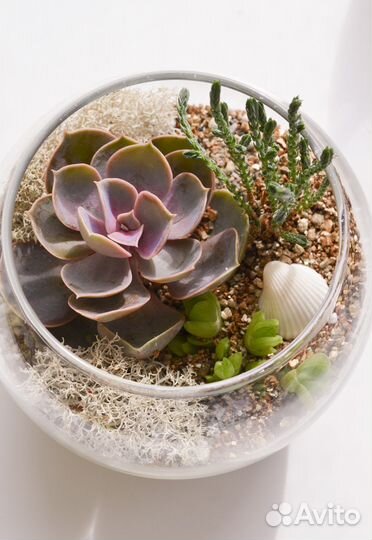 Флорариум суккуленты эхеверии