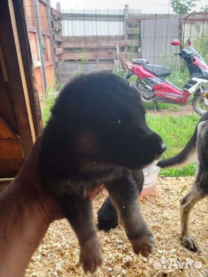 Восточноевропейская овчарка