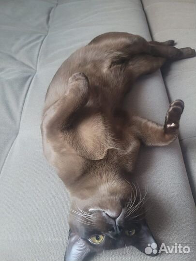 Вязка бурманский кот