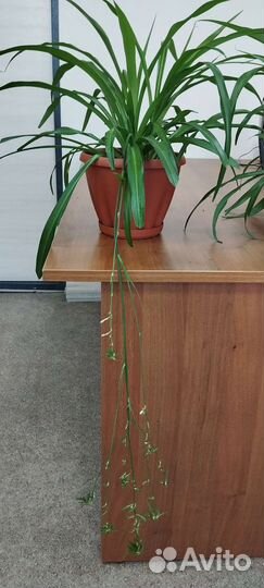 Хлорофитум хохлатый и полосатый