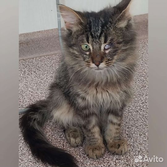 Марик в добрые руки