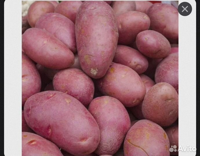 Продам картофель домашний