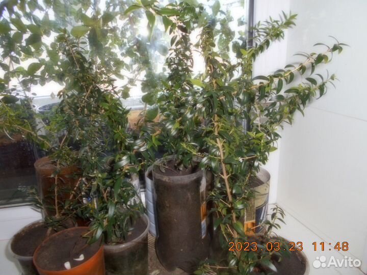 Цветы цитрусовые