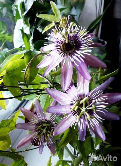 Домашние растения на срез