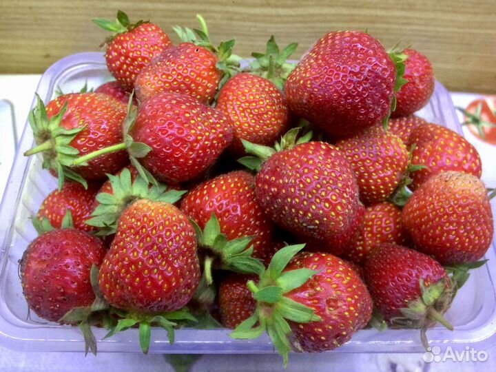 Саженцы клубники