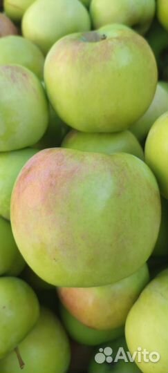 Яблоки