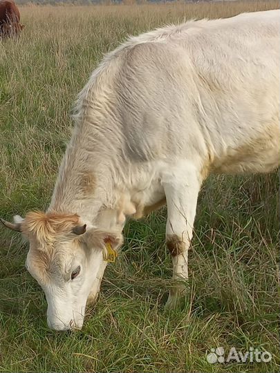Телята бычки