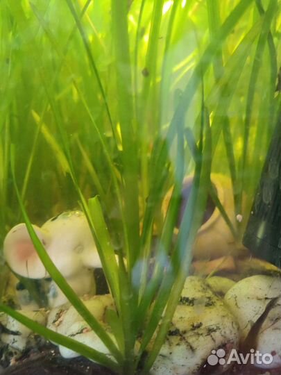 Водоросли для аквариума