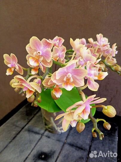 Орхидея мультифлора цветущая
