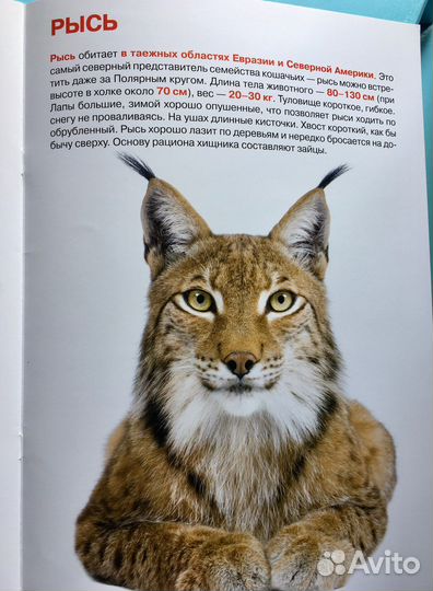 Первая энциклопедия