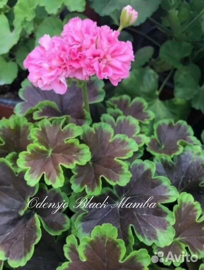 Пеларгония сортовая Odensjo Black Mamba