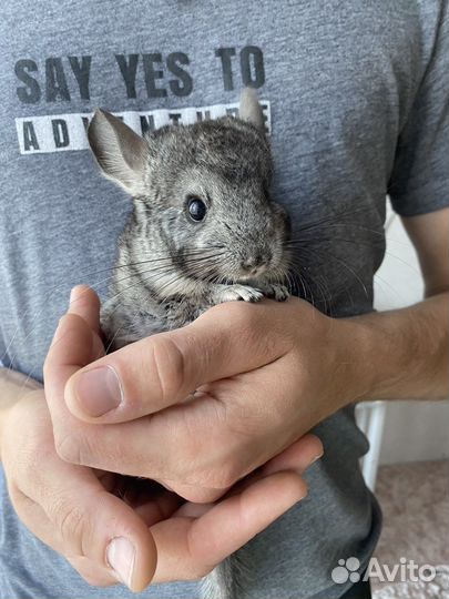 Шиншилла