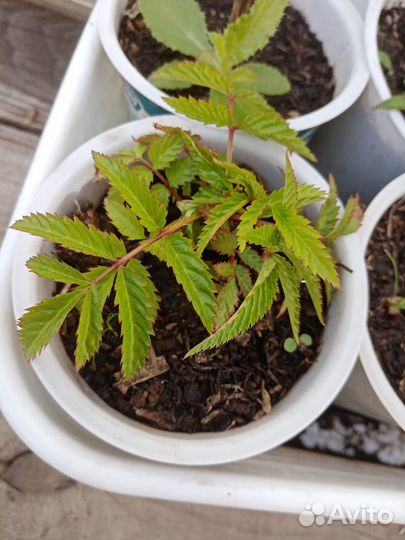 Малина тибетская (земляничная малина)