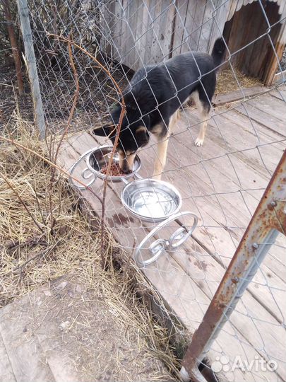 Миски для собак