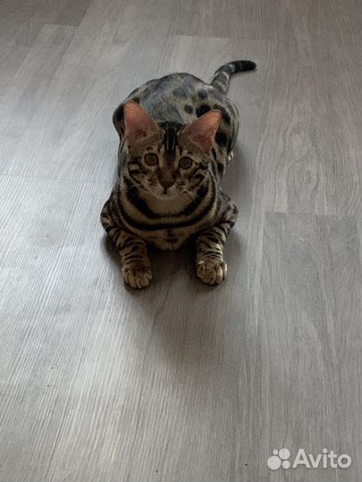 Бенгальский кот вязка