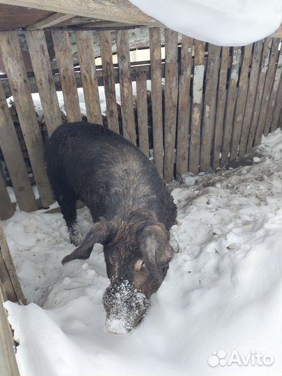 Хряк Гоша Дюрок