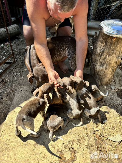 Охотничьи собаки щенки