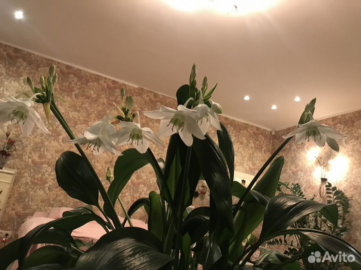 Продам цветы комнатные