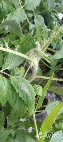 Рассада томатов, баклажанов, перцев