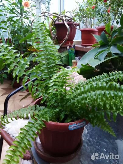 Нефролепсис