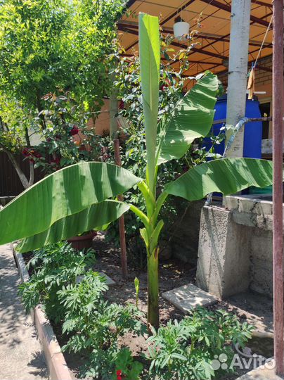 Банановая пальма