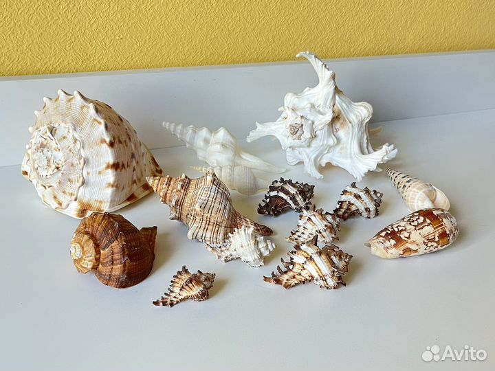 Морские ракушки и кораллы